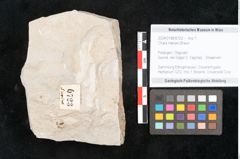 Foto (Objekt + Etikett) von Chara meriani Braun (NHMW-GEO-2024-0188-6723)
